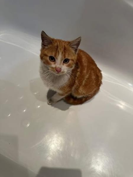 Kitte Diego sucht seinen Kuschelplatz