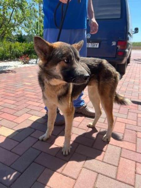 Rufus sucht ein schönes Zuhause!