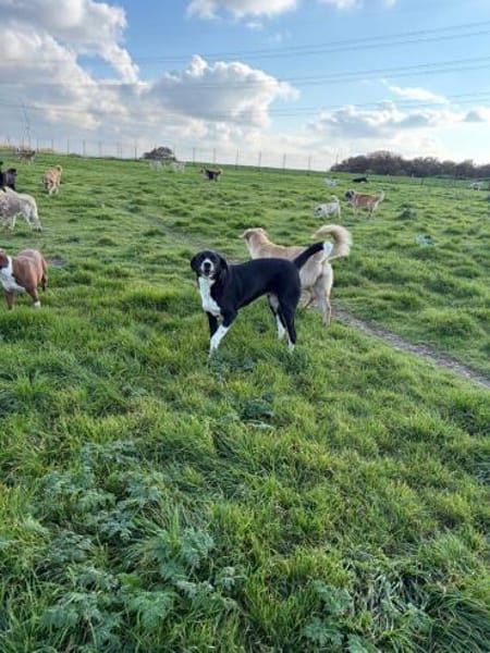 Finn sucht ein Zuhause oder Pflegestelle