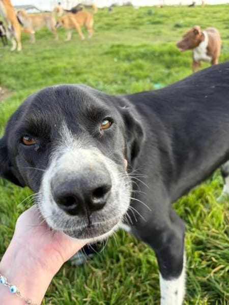 Finn sucht ein Zuhause oder Pflegestelle