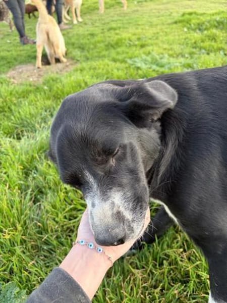 Finn sucht ein Zuhause oder Pflegestelle