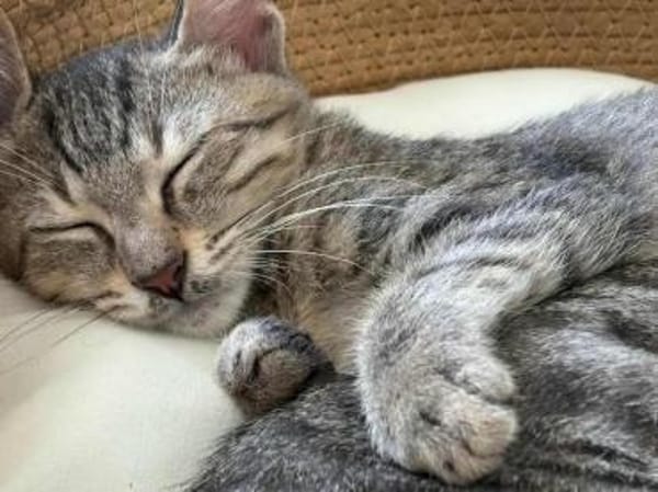 Milo, kleiner Schmusekater, ca. 7 Monate