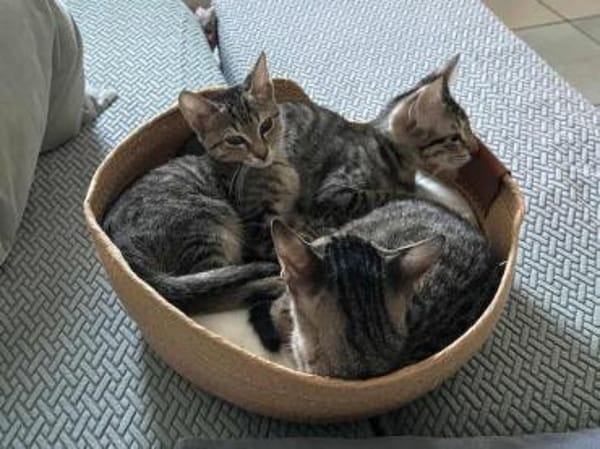 Milo, kleiner Schmusekater, ca. 7 Monate