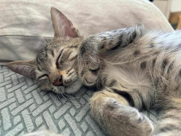 Milo, kleiner Schmusekater, ca. 7 Monate