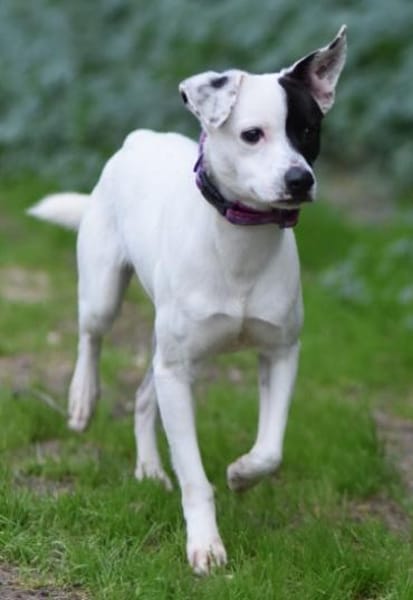 Kleiner Domino sucht endlich sein Glück