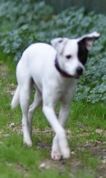 Kleiner Domino sucht endlich sein Glück