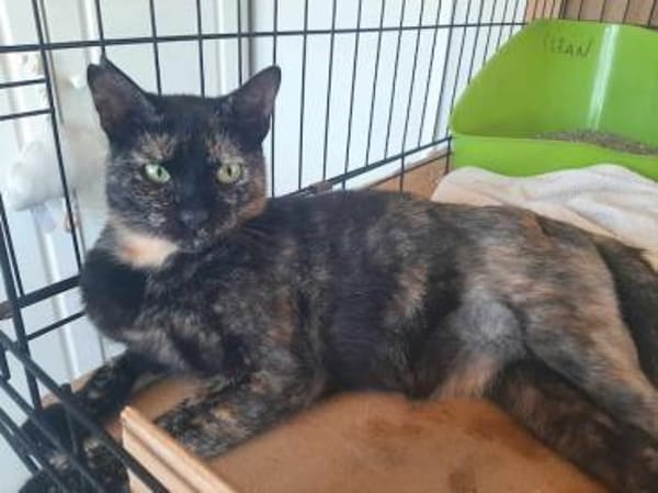 Spidey, neugierige Klettermeisterin, 2J