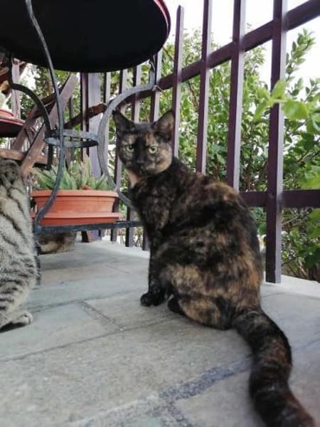 Spidey, neugierige Klettermeisterin, 2J