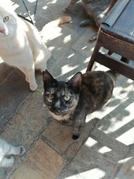 Spidey, neugierige Klettermeisterin, 2J