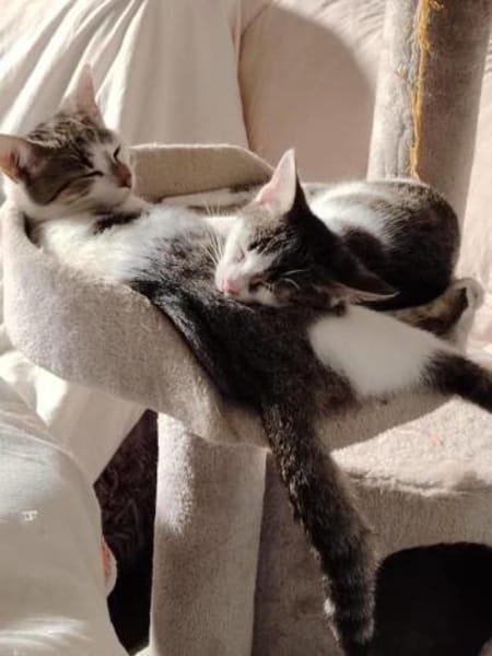 Felix, ausgeglichener Glückspilz, ca. 7