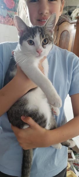 Felix, ausgeglichener Glückspilz, ca. 7