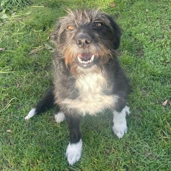 Lany ❤ Traumhündin möchte gern ankommen