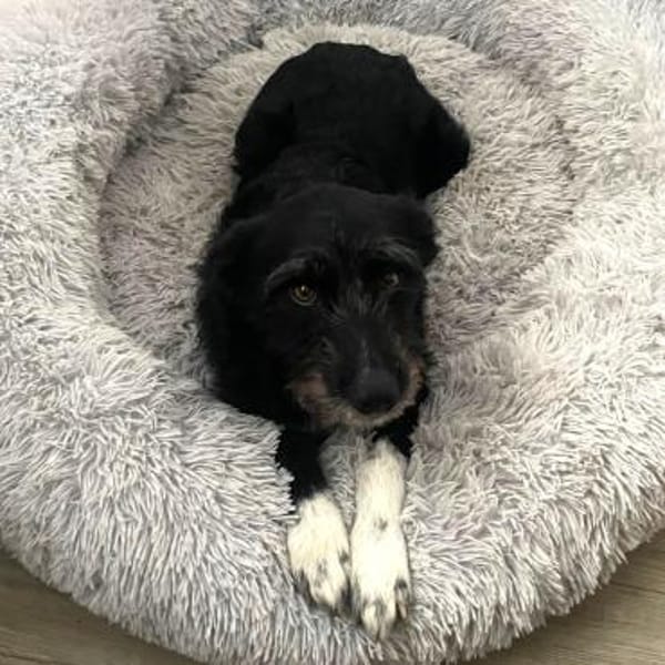 Lany ❤ Traumhündin möchte gern ankommen