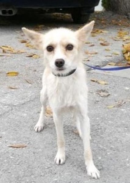 Raia ist eine zarte + anhängliche Hündin