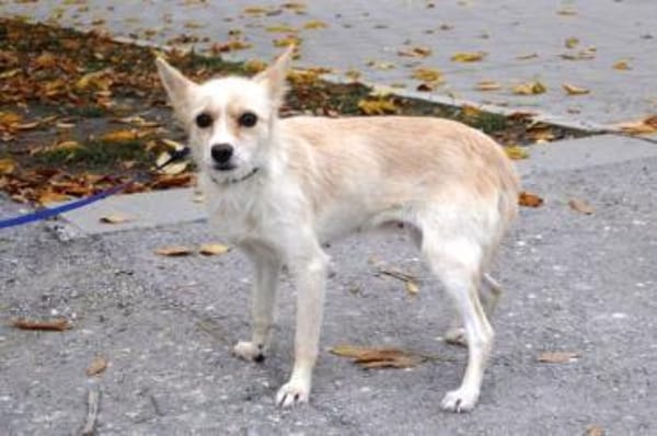 Raia ist eine zarte + anhängliche Hündin