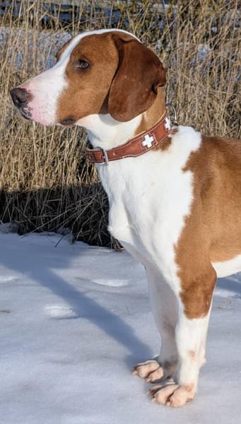 Toller Brackenrüde sucht ein Zuhause