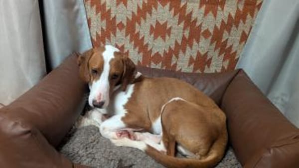 Toller Brackenrüde sucht ein Zuhause