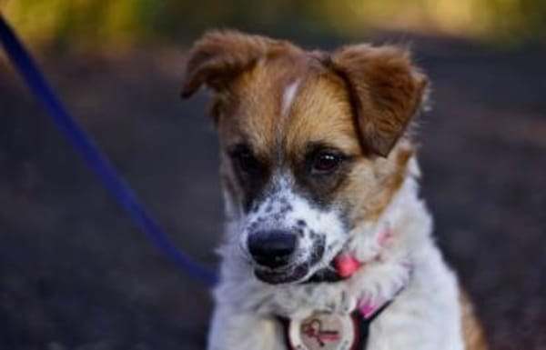 Vicky sucht ihr Für-Immer-Zuhause! 💖🐾