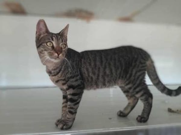 Duke, verschmuster Tigerkater, ca. 8 Mon