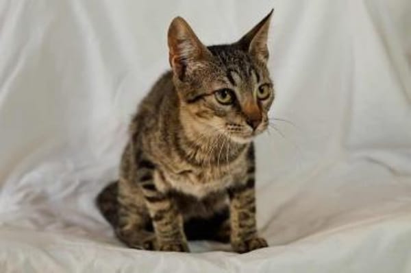 Duke, verschmuster Tigerkater, ca. 8 Mon