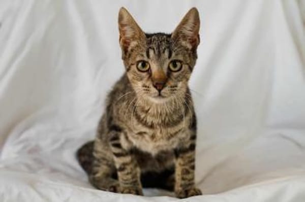 Duke, verschmuster Tigerkater, ca. 8 Mon