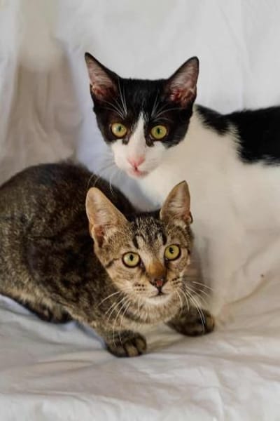 Duke, verschmuster Tigerkater, ca. 8 Mon