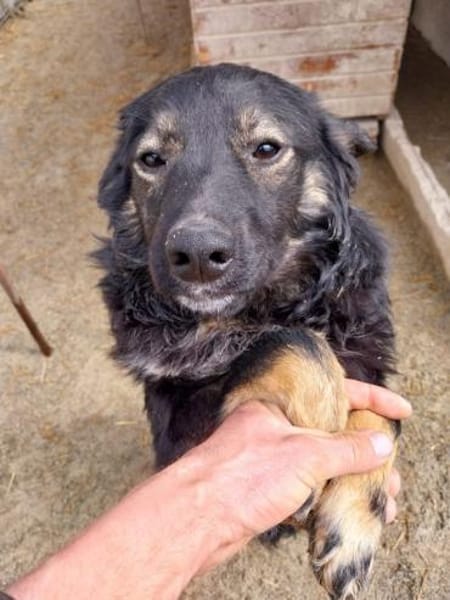 Kadim 45 cm Pflegestelle