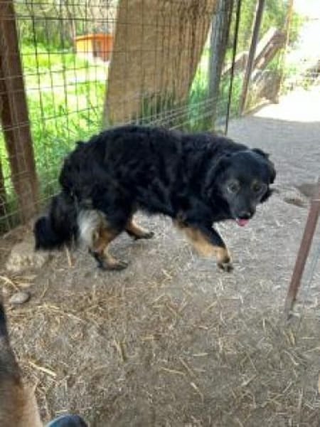 Kadim 45 cm Pflegestelle