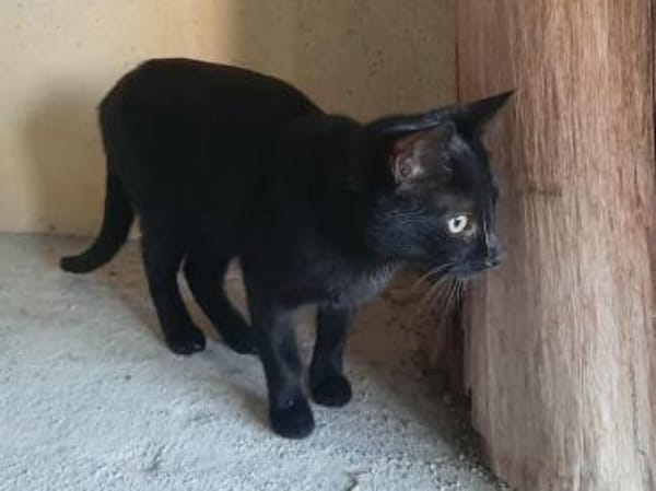 Lucy, verspieltes Katzenmädchen, ca. 7 M