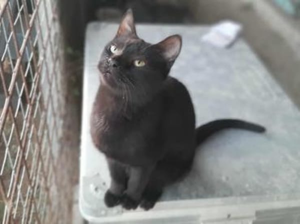 Lucy, verspieltes Katzenmädchen, ca. 7 M