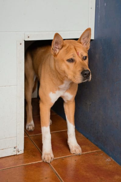 BRINDIS (Puertollano)