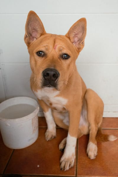 BRINDIS (Puertollano)