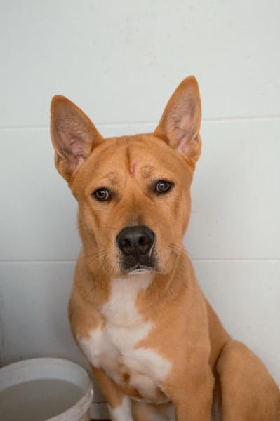 BRINDIS (Puertollano)