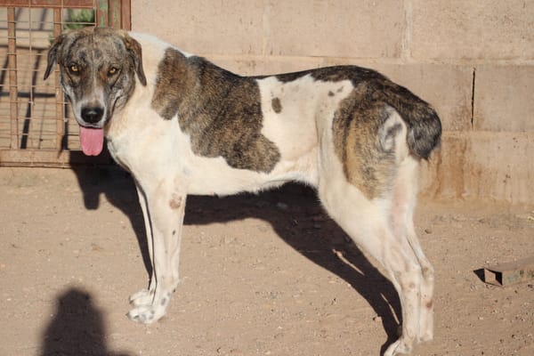 JOTA  (Puertollano)