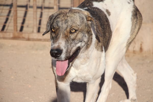 JOTA  (Puertollano)