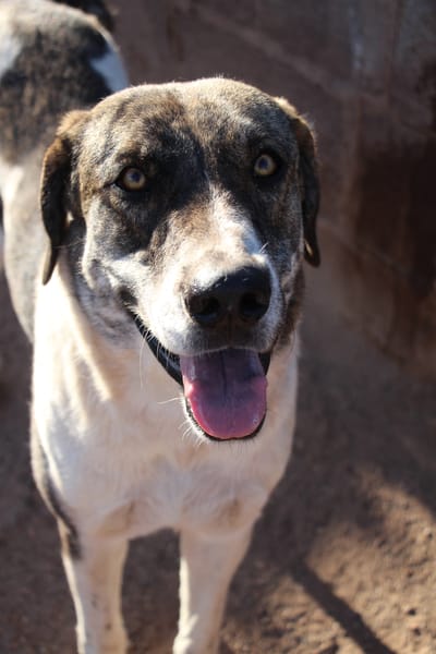 JOTA  (Puertollano)