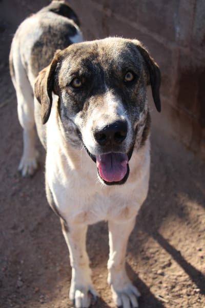 JOTA  (Puertollano)