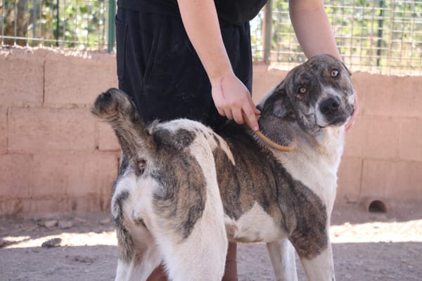 JOTA  (Puertollano)