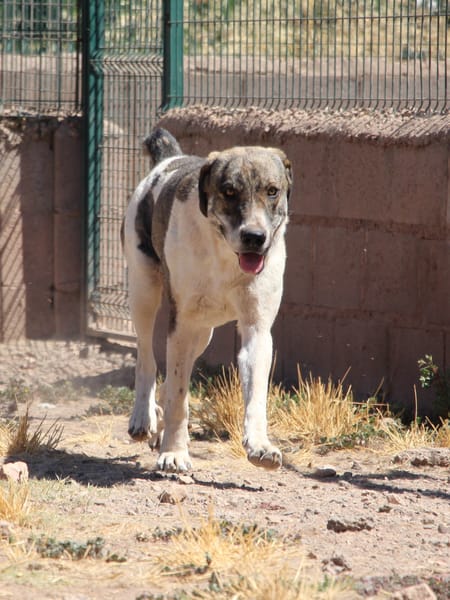 JOTA  (Puertollano)