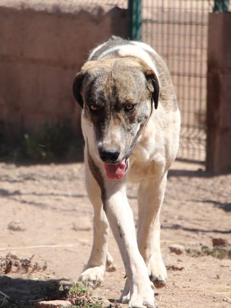 JOTA  (Puertollano)