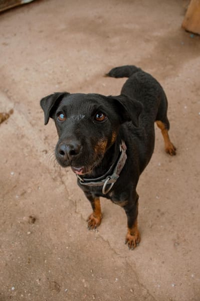 TRISKIS (Puertollano)