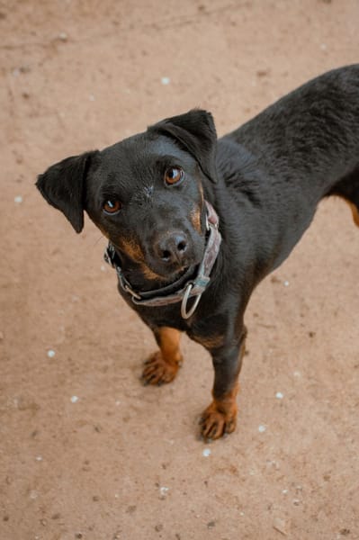 TRISKIS (Puertollano)