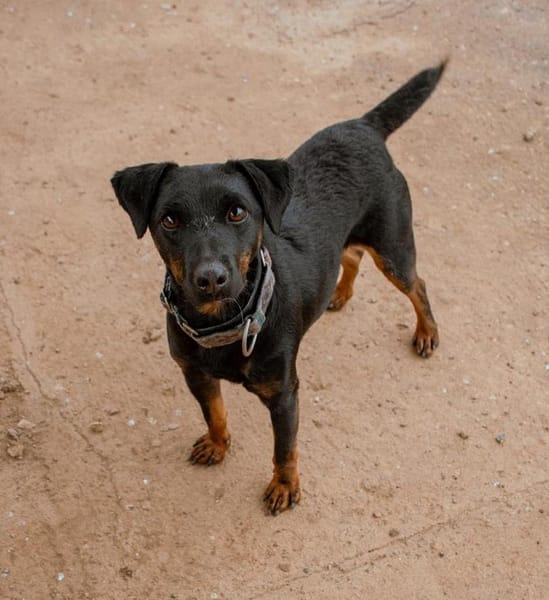 TRISKIS (Puertollano)