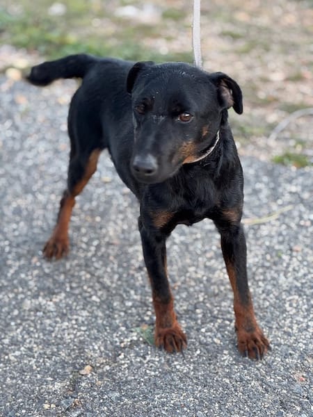 TRISKIS (Puertollano)