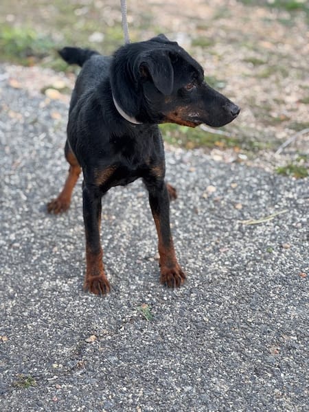 TRISKIS (Puertollano)