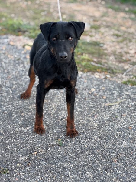 TRISKIS (Puertollano)