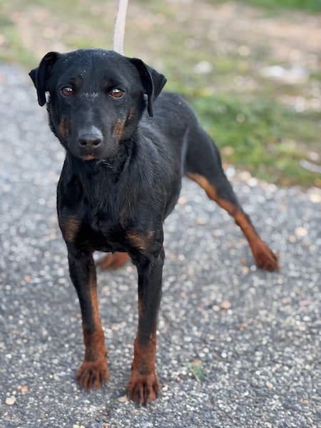 TRISKIS (Puertollano)