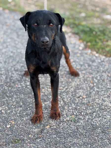 TRISKIS (Puertollano)