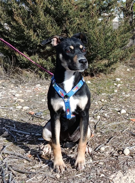 MIREL (Patas Jumila)