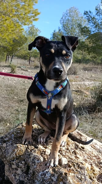 MIREL (Patas Jumila)